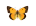 /PicturesNA/ButterflyLogos/Colias_crocea_male_logo_36_26.png
