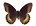 /PicturesNA/ButterflyLogos/Hipparchia_fagi_male_logo_36_26.png