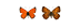 Lycaena thetis