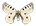 /PicturesNA/ButterflyLogos/Parnassius_phoebus_logo_36_26.png