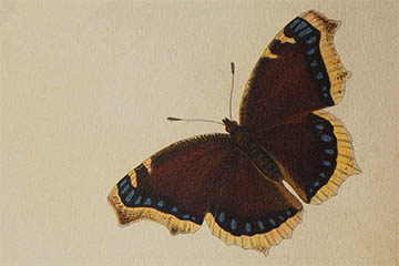 /PicturesNA/Drawings/Butterflies/antiopa_Huebner_1805_front_medium.jpg