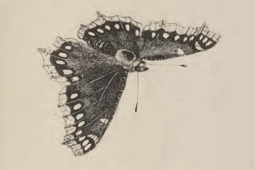 /PicturesNA/Drawings/Butterflies/antiopa_harris_1766_front_medium.jpg