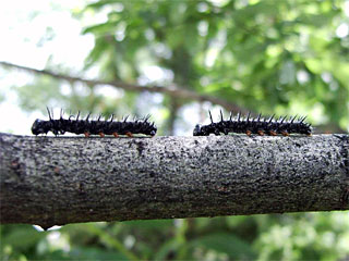 Two Camberwell Beauty (Nymphalis antiopa) caterpillars are leaving the group