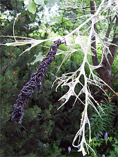 Trauermantel (Nymphalis antiopa) Raupenkolonie an kahl gefressenem Ast. Eine zweite Kolonie befindet sich höher im Baum.