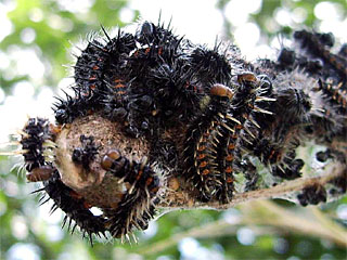 Camberwell Beauty (Nymphalis antiopa) colony of caterpillars