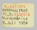 Nymphalis antiopa ssp. lintnerii