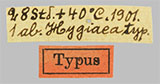 Nymphalis antiopa f. hygiaea