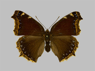 Nymphalis antiopa f. daubii