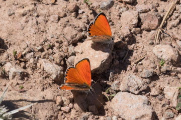 Zwei männliche Lycaena thetis