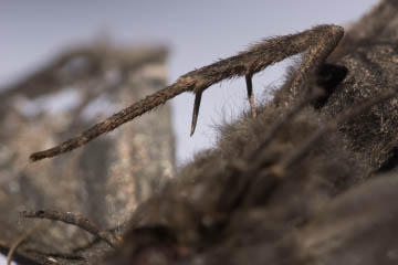 Detail eines toten Trauermantels (Nymphalis antiopa)