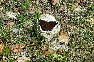 Ein Trauermantel (Nymphalis antiopa) sonnt sich auf einem hellen Stein