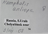 Trauermantel (Nymphalis antiopa)