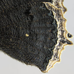 Nymphalis antiopa (Rückseite, Hinterflügel)