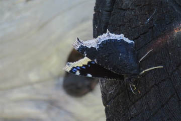 Trauermantel (Nymphalis antiopa) an der Außenwand einer Holzhütte
