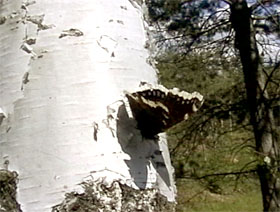 Überwinterter Trauermantel (Nymphalis antiopa) an einer Hänge-Birke (Betula pendula)