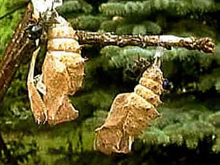 Trauermantel (Nymphalis antiopa) verlassene Puppenhüllen