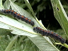 Camberwell Beauty (Nymphalis antiopa) caterpillar on Willow (Salix)