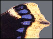 Trauermantel (Nymphalis antiopa) - mittelgelber Saum
