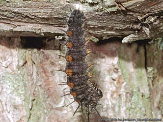 Camberwell Beauty (Nymphalis antiopa) caterpillars joined for pupating