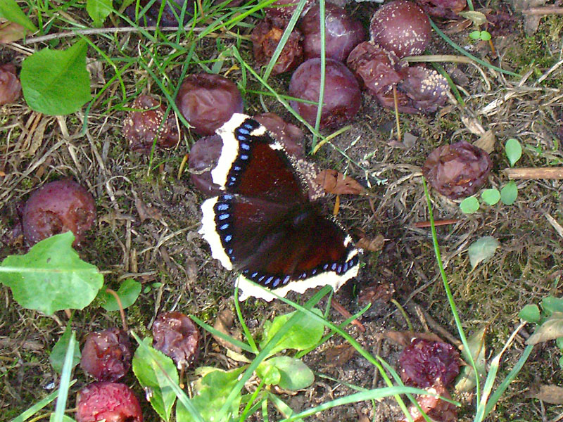 /PicturesNA/Photos/Butterflies/Soerensen/antiopa_mirabellen_2006_08_11_great.jpg