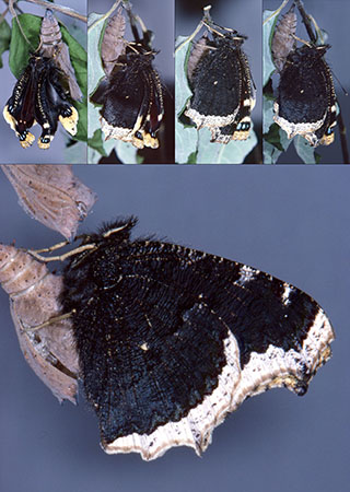 Hatching Camberwell Beauty (Nymphalis antiopa)