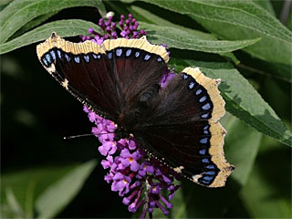 Trauermantel (Nymphalis antiopa) auf Schmetterlingsflieder (Buddleja davidii)