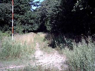 Habitat des Trauermantels (Nymphalis antiopa) mit Salweide (Salix caprea), Zitter-Pappel (Populus tremula) und Eiche