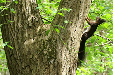 Ein dunkel gefärbtes Eichhörnchen (Sciurus vulgaris) an der Mosel