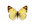 /PicturesNA/ButterflyLogos/Colias_hyale_male_logo_36_26.png