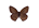 /PicturesNA/ButterflyLogos/Hyponephele_lycaon_male_logo_36_26.png