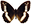 /PicturesNA/ButterflyLogos/aulocera_circe_logo_36_26.png