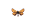 Schwarzfleckiger Golddickkopffalter (Carterocephalus silvicola)