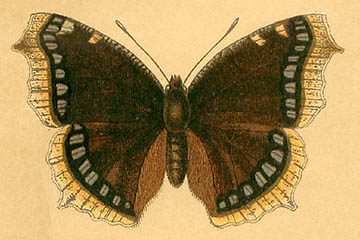/PicturesNA/Drawings/Butterflies/antiopa_Lutz_1904_front_medium.jpg