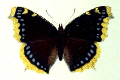 /PicturesNA/Drawings/Butterflies/antiopa_Spuler_1910_front_large.jpg