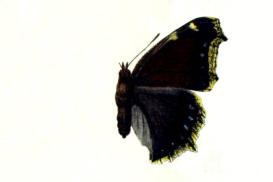 /PicturesNA/Drawings/Butterflies/antiopa_daubii_Spuler_1910_front_large.jpg
