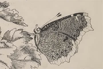 /PicturesNA/Drawings/Butterflies/antiopa_harris_1766_back_medium.jpg