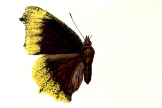 /PicturesNA/Drawings/Butterflies/antiopa_hygiaea_Spuler_1910_front_large.jpg