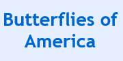 Butterflies of America