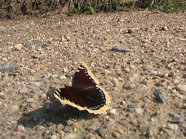 /PicturesNA/Photos/Butterflies/Baumann/antiopa_flussbett_2006_07_25_great.jpg
