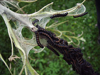 Camberwell Beauty (Nymphalis antiopa) colony of caterpillars weave