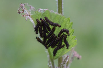 Junge Raupen des Landkärtchens (Araschnia levana) im Kottenforst