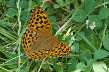 Kaisermantel (Argynnis paphia) in Bonn-Kessenich Kaisermantel (Argynnis paphia) in Bonn-Kessenich