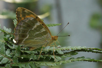 Kaisermantel (Argynnis paphia) in Bonn-Kessenich Kaisermantel (Argynnis paphia) in Bonn-Kessenich