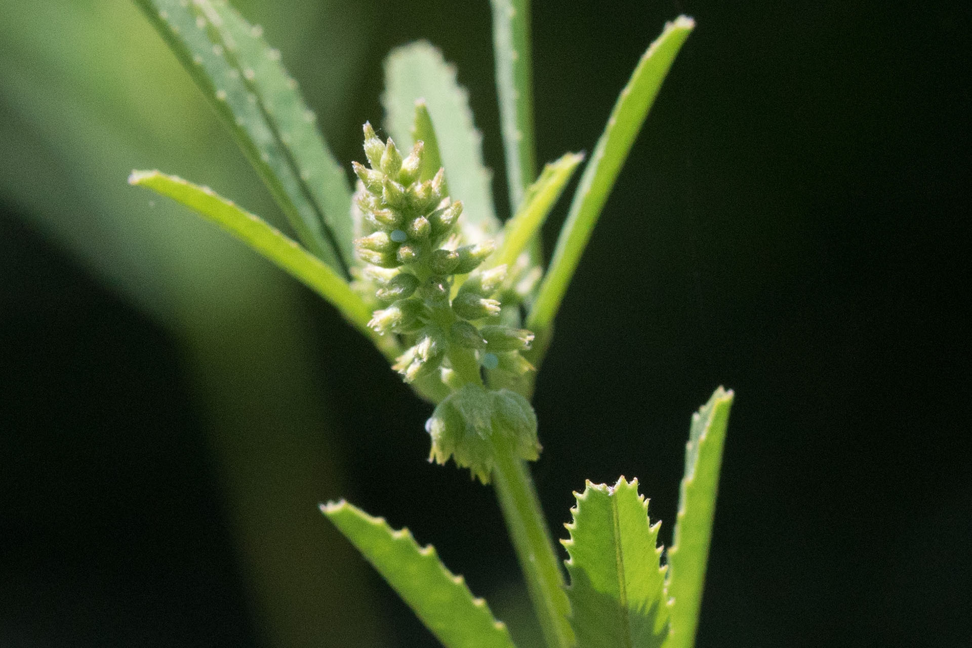 Zwei Eier des Faulbaum-Bläulings (Celastrina argiolus) im Bonner Kottenforst Zwei Eier des Faulbaum-Bläulings (Celastrina argiolus) im Bonner Kottenforst