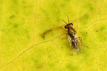 Erzwespe (Chalcidoidea)