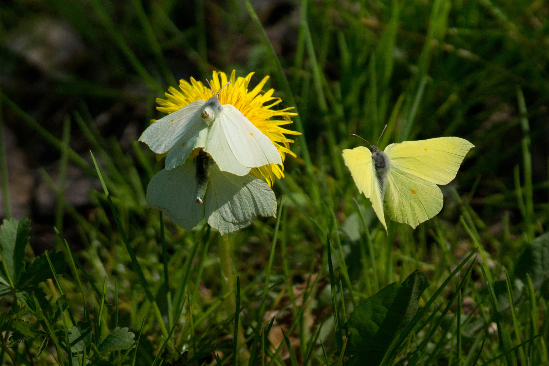 /PicturesNA/Photos/Butterflies/Daniels/Gonepteryx_rhamni_Bonn_2014_04_17_A_large.jpg