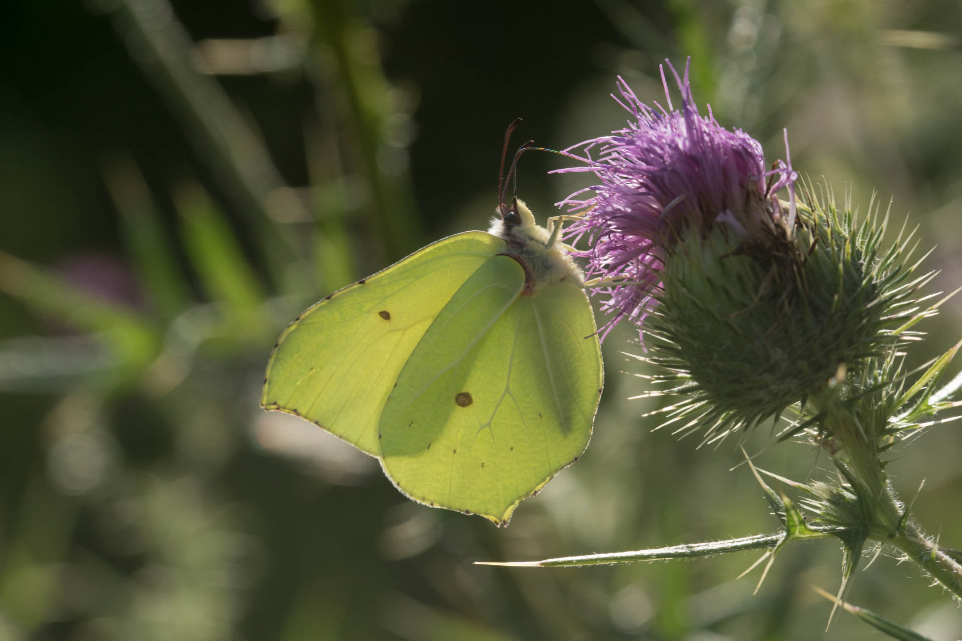 /PicturesNA/Photos/Butterflies/Daniels/Gonepteryx_rhamni_Bonn_2020_07_23_A_large.jpg