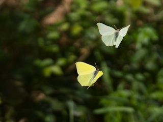 Ein männlicher und ein weiblicher Zitronenfalter (Gonepteryx rhamni)