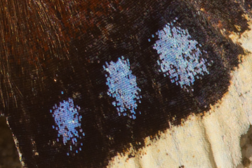 Ausschnitt der Flügeloberseite eines Trauermantels (Nymphalis antiopa)