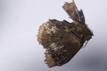 Ein toter Trauermantel (Nymphalis antiopa)